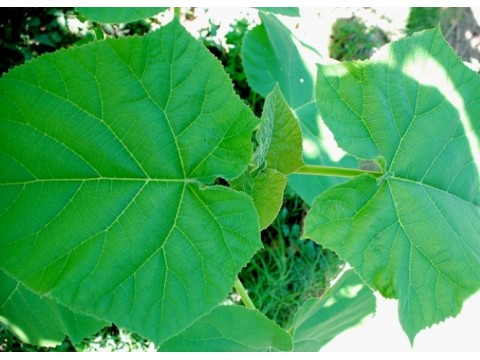 Paulownia tomentosa
